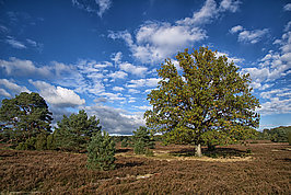 Bernhard Saalfeld - Lueneburger Heide 2026 (6v9)